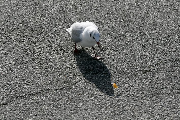 Die Moeve 6.jpg - Die Beute im Blick